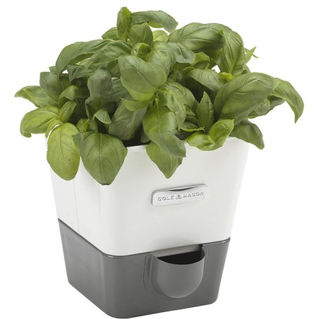 Gadget Man Ireland - Cole & Mason H105249 Burwell Self-Watering Single Potted Herb Keeper Pot