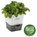 Gadget Man Ireland - Cole & Mason H105249 Burwell Self-Watering Single Potted Herb Keeper Pot