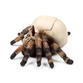 Skull with Spider Legs Gothic Decoration | Gadget Man Ireland