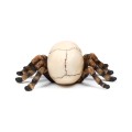 Skull with Spider Legs Gothic Decoration | Gadget Man Ireland