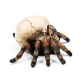 Skull with Spider Legs Gothic Decoration | Gadget Man Ireland